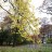 Клен остролистный,  Acer platanoides - Клен остролистный,  Acer platanoides