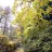 Клен остролистный,  Acer platanoides - Клен остролистный,  Acer platanoides, осень