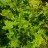 Клен остролистный,  Acer platanoides - Клен остролистный, Acer platanoides, летний окрас.