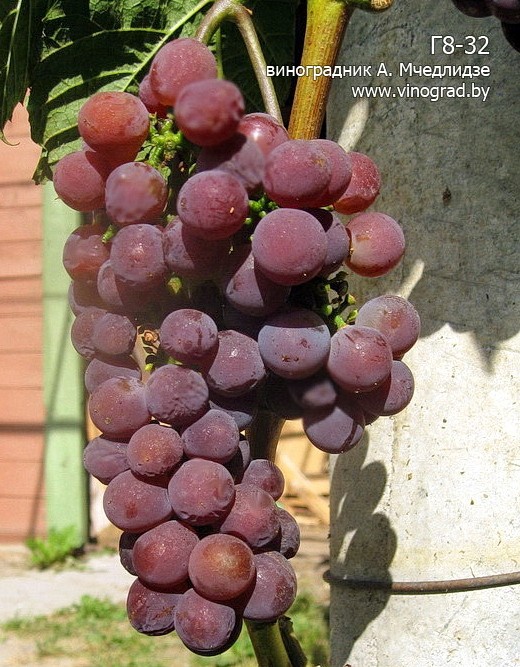 Сорт винограда минский розовый фото и описание