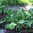 Лук мелкосетчатый, Allium microdictyon - Лук мелкосетчатый, Allium microdictyon