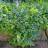 Пупочник весенний, Omphalodes verna  - Пупочник весенний, Omphalodes verna,  цветущие растения