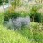 Синеголовник плосколистный, Еryngium planum - Синеголовник плосколистный, Еryngium planum в саду