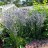 Синеголовник плосколистный, Еryngium planum - Синеголовник плосколистный, Еryngium planum ботанический сад