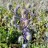 Синеголовник плосколистный, Еryngium planum - Синеголовник плосколистный, Еryngium planum плоды