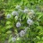 Синеголовник плосколистный, Еryngium planum - Синеголовник плосколистный, Еryngium planum в саду летом
