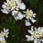 Иберис гибралтарский, Iberis gibraltarica - Иберис гибралтарский, Iberis gibraltarica, цветки крупно.
