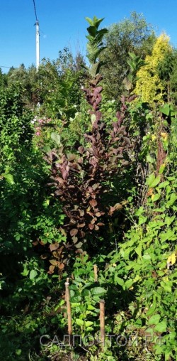 Черёмуха Неубиенная, Prunus Neubiennaya