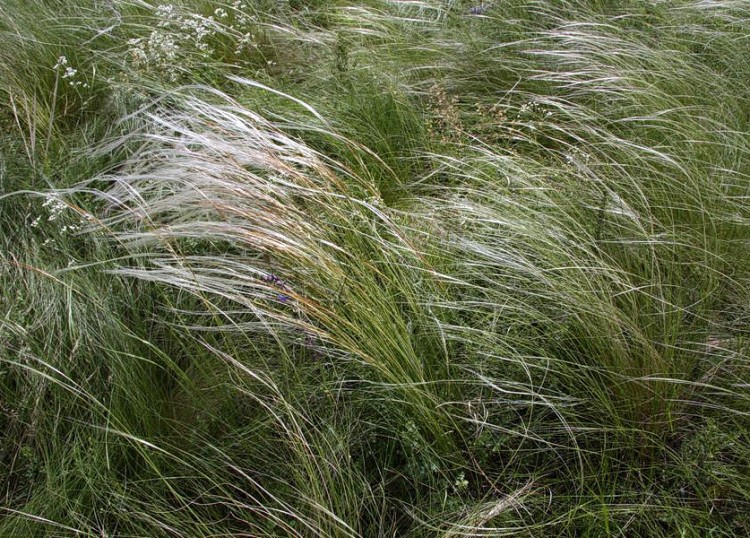 Ковыль узколистный, Stipa tirsa Травянистый злаковый многолетник с гибким вертикальным стеблем, оканчивающимся серебристым колосовидным верхом. 
- Высота 40-100 см.
- Образует симпатичные, колышущиеся на ветру островки травостоя.  
- Цветет в конце весны или в начале лета.
- Фото с сайта flora-don.sfedu.ru

