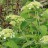 Гортензия древовидная  "Вайт Дом", Hydrangea arborescens "White Dome" - Гортензия древовидная "Вайт Дом", 