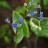 Бруннера крупнолистная "Вариегата", Brunnera macrophylla "Variegata" - Бруннера крупнолистная "Вариегата", Brunnera macrophylla "Variegata", цветок.

