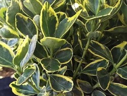 Бересклет японский "Марике", Euonymus japonicus "Marieke"