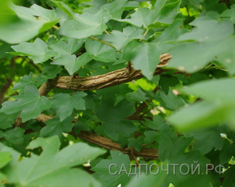 Клен полевой (клен с пробковыми ребрами на коре), Acer campestre