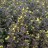 Вербейник реснитчатый "Фаер Крекер",  Lysimachia ciliata (purpurea) "Fire Cracker" - Вербейник реснитчатый "Фаер Крекер",  Lysimachia ciliata (purpurea) "Fire Cracker"