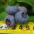 Голубика садовая "Патриот", Vaccinium corymbosum "Patriot" - Голубика высокорослая "Патриот" ("Patriot"), ягоды.
