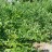 Голубика садовая "Патриот", Vaccinium corymbosum "Patriot" - Голубика высокорослая "Патриот" ("Patriot"), промышленные посадки.
