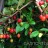 Гуми или лох многоцветковый, форма из Белоруссии, Elaeagnus multiflora - Гуми или лох многоцветковый, форма из Белоруссии, Elaeagnus multiflora, ветка с ягодами.