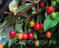 Гуми или лох многоцветковый, форма из Белоруссии, Elaeagnus multiflora