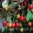 Гуми или лох многоцветковый, форма из Белоруссии, Elaeagnus multiflora - Гуми или лох многоцветковый, форма из Белоруссии, Elaeagnus multiflora