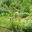 Лук афлатунский, Allium aflatunense - Лук афлатунский, Allium aflatunense, высота цветоносов около полутора метров
