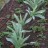 Лук афлатунский, Allium aflatunense - Лук афлатунский, Allium aflatunense, ранняя весна, первая реальная салатная зелень