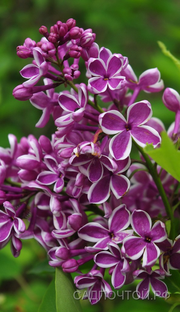 Сирень обыкновенная «Сенсация» Цветки с двойной окраской: пурпурные лепестки с серебристо-белой каймой по краям. Выведена в Голландии в 1938 году. Корнесобственные растения.