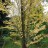 Багряник величественный, Cercidiphyllum magnificum - Cercidiphyllum magnificum 