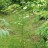 Багряник величественный, Cercidiphyllum magnificum - Багрянник величественный, саженец