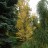 Багряник величественный, Cercidiphyllum magnificum - Багрянник величественный, Петербург