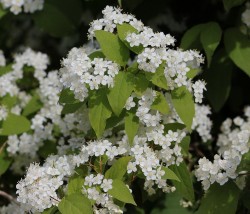 Дейция мелкоцветковая, или амурская, Deutzia parviflora, Deutzia amurensis