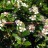Кизильник Даммера, Cotoneaster dammeri - Кизильник Даммера, Cotoneaster dammeri, цветение