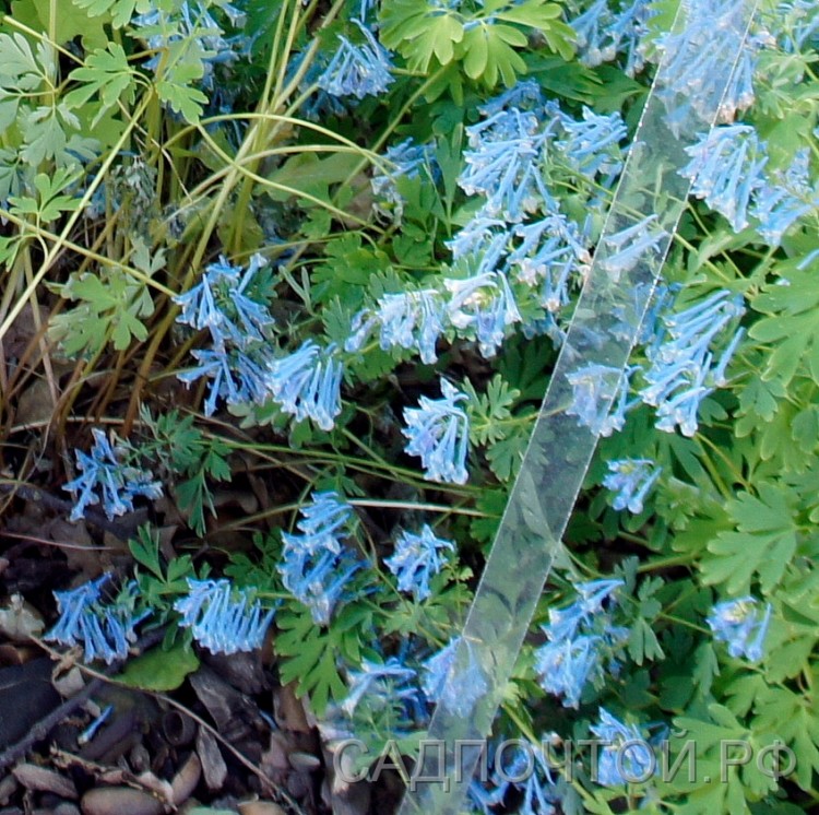 Хохлатка гибридная "Блю Дрим", Corydalis hibr. "Blue Dream"