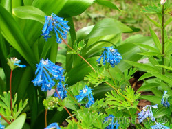 Хохлатка гибридная "Блю Дрим", Corydalis hibr. "Blue Dream"