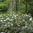 Рододендрон вечнозеленый "Питер Тигерштедт" ("Peter Tigerstedt") - Рододендрон вечнозеленый "Тайгерштедт", в лесу. Арборетум Мустила.
