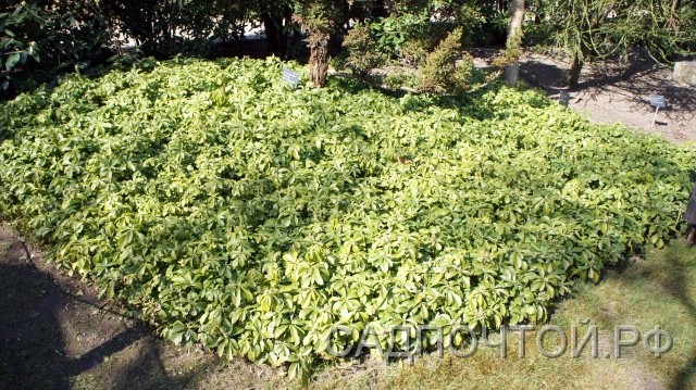 Пахизандра верхушечная, Рachysandra terminalis Вечнозеленый лиственный полукустарничек с ползучим корнем, образующий плотные куртины из вертикальных побегов. - Высота 30 — 35 см- Темно-зеленые кожистые листья живут по три года, каждый год образуя на побеге новый ярус. В результате покров из пахизандры верхушечной получается достаточно плотный, что позволяет использовать ее как почвопокровное растение. -Вполне зимостойка в Петербурге.