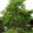 Набор "3 вида орехов" - Зибольда, маньчжурский  и серый - Орех Зибольда или айланталистный, Juglans sieboldiana. Дерево в нашем саду.