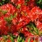Рододендрон японский, Rhododendron japonicum - Рододендрон японский, Rhododendron japonicum, цветы и распускающиеся листья.