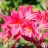 Рододендрон японский, Rhododendron japonicum - Рододендрон японский, Rhododendron japonicum, цветки.