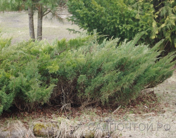 Можжевельник казацкий, Juniperus sabina Относительно низкий, разрастающийся вширь, неприхотливый можжевельник с голубоватой хвоей.
- Постепенно образует плоскую куртину, расширяющуюся в стороны.
- Путем обрезки можно задавать как высоту, так и форму этой куртины.
- Хорошо смотрится как более низкая "подбивка" для более высоких растений.
- Абсолютно зимостоек в Петербурге.
- Не подгорает весной.