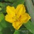 Нимфейник щитолистный, Nymphoides peltata = Villarsia bennettii - Nymphoides_peltata_flower.jpg