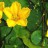 Нимфейник щитолистный,  деленка, упакованная в мох - Nymphoides_peltata_flowers.jpg