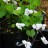 Фиалка канадская, Viola canadensis - Фиалка канадская, Viola canadensis, побег с цветком.