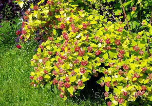 Пузыреплодник калинолистный &quot;Лютеус&quot;, Physocarpus opulifolius &quot;Luteus&quot; Отличный сорт с золотистой листвой, неприхотливый и зимостойкий. Особенно эффектен в пасмурные дни и вечерние часы, когда все, кроме него, блекло и невыразительно.
- Раскидистый куст высотой около 2 м.
- Цветет в июне – июле бело-розовыми цветками.
- Растет очень быстро, у взрослого растения за один сезон от корня отрастают побеги замещения высотой 1,5-2 м.
- "Luteus" прекрасно сочетается с пурпуролистным сортом "Diabolo", образую контрастную цветовую группу. Можно добавить в эту группу еще и растение с серебристой листвой - либо пестролистное, либо из лоховых.