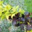 Пузыреплодник калинолистный "Лютеус", Physocarpus opulifolius "Luteus" - Physocarpus_opulifolius_Luteusvo.jpg