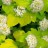 Пузыреплодник калинолистный "Лютеус", Physocarpus opulifolius "Luteus" - Physocarpus_opulifolius_Luteus_fflowers_3i4.jpg
