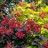 Пузыреплодник калинолистный "Лютеус", Physocarpus opulifolius "Luteus" - Physocarpus_opulifolius_Luteus_100b.jpg