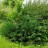 Кипарисовик Лавсона, устойчивая форма, набор из 3 растений - Chamaecyparis_lawsoniana_2010.jpg