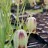 Рябчик остролепестный или иглолепестный, Fritillaria acmopetala - Рябчик остролепестный или иглолепестный, Fritillaria acmopetala, цветы