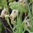 Рябчик остролепестный или иглолепестный, Fritillaria acmopetala - Рябчик остролепестный или иглолепестный, Fritillaria acmopetala