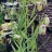 Рябчик остролепестный или иглолепестный, Fritillaria acmopetala - Рябчик остролепестный или иглолепестный, Fritillaria acmopetala, саженец в контейнере.